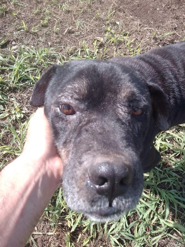 💔 Igor ha perso il suo angelo custode, ora rischia di restare solo 💔 Foto 2